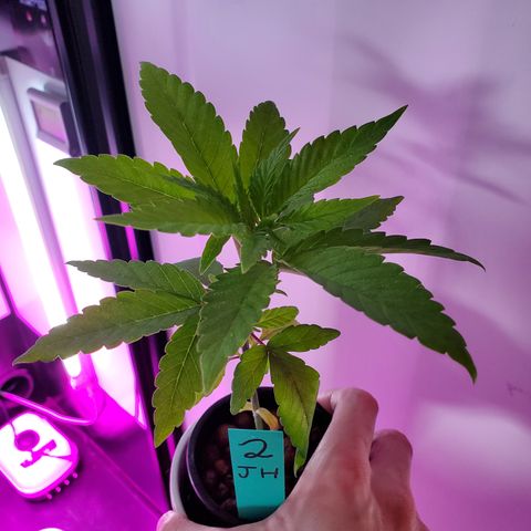 Jack Herer #2 (Gen3) ♀️ growlog timeline photo