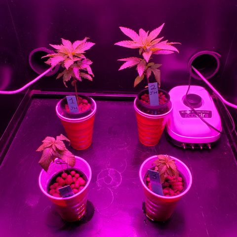 Jack Herer #2 (Gen3) ♀️ growlog timeline photo