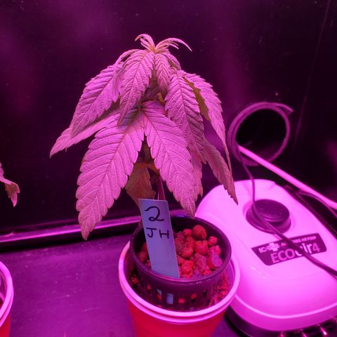 Jack Herer #2 (Gen3) ♀️ growlog timeline photo