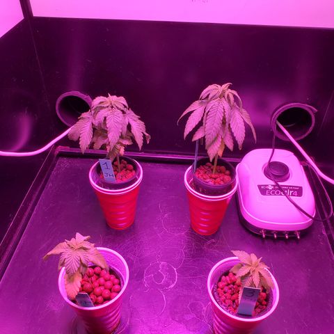 Jack Herer #2 (Gen3) ♀️ growlog timeline photo