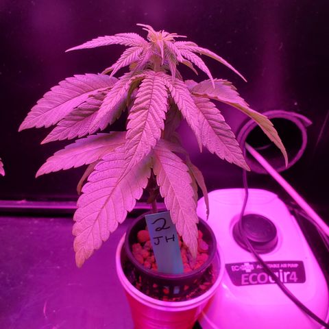 Jack Herer #2 (Gen3) ♀️ growlog timeline photo