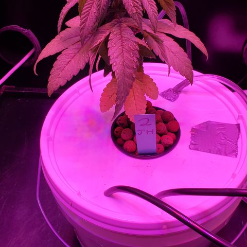 Jack Herer #2 (Gen3) ♀️ growlog photo: Day 1 hydro