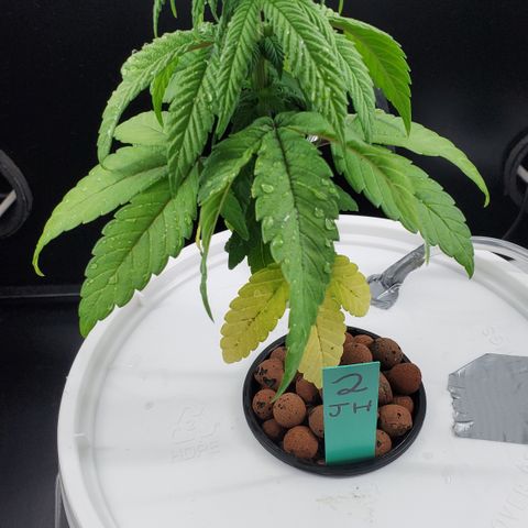 Jack Herer #2 (Gen3) ♀️ growlog photo: Day 1 hydro