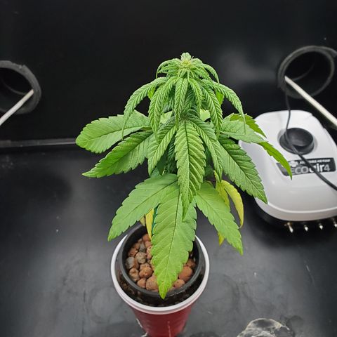 Jack Herer #2 (Gen3) ♀️ growlog photo: Day 1 hydro