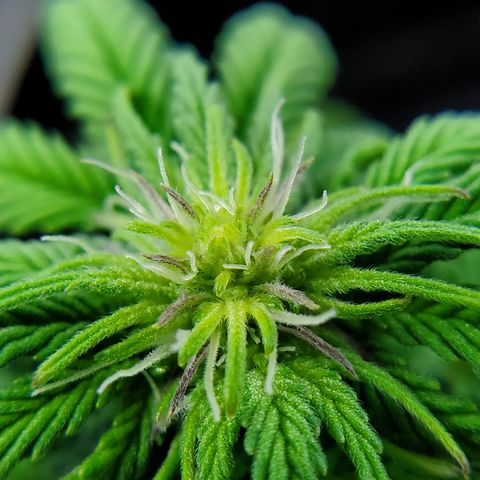 Jack Herer #2 (Gen3) ♀️ growlog photo: Day 1 hydro