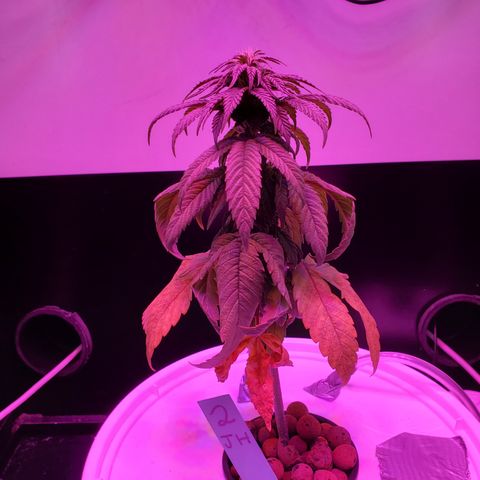 Jack Herer #2 (Gen3) ♀️ growlog photo: Before trim