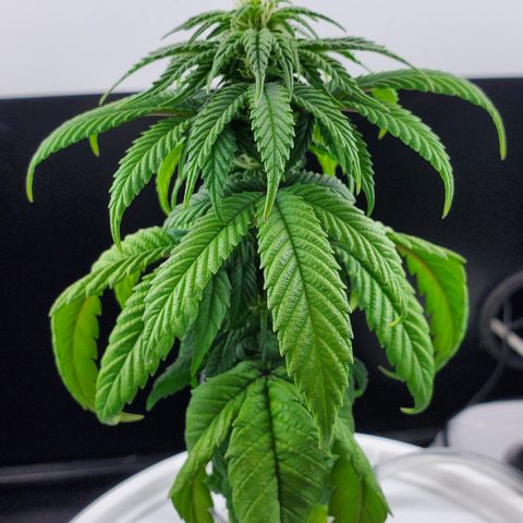 Jack Herer #2 (Gen3) ♀️ growlog photo: After trim