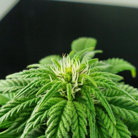 Jack Herer #2 (Gen3) ♀️ growlog photo: Pistils beginning to brown. Revert soon