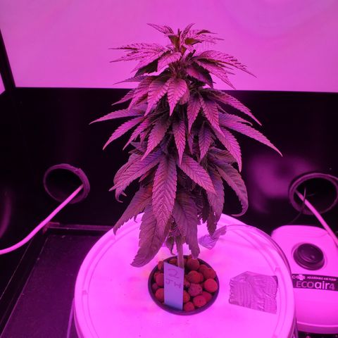 Jack Herer #2 (Gen3) ♀️ growlog timeline photo