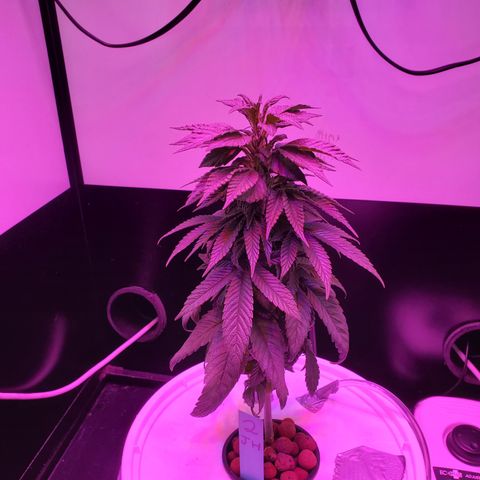 Jack Herer #2 (Gen3) ♀️ growlog timeline photo