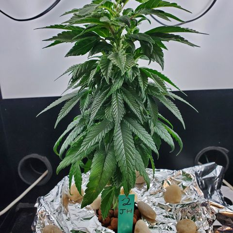 Jack Herer #2 (Gen3) ♀️ growlog timeline photo