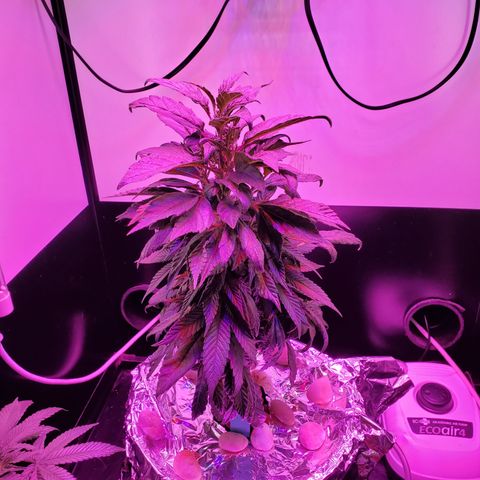 Jack Herer #2 (Gen3) ♀️ growlog timeline photo