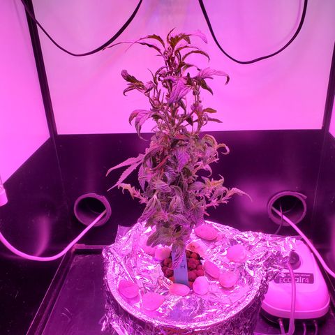 Jack Herer #2 (Gen3) ♀️ growlog photo: Post trim