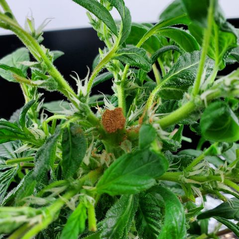 Jack Herer #2 (Gen3) ♀️ growlog photo: Cinnamon packed into wound