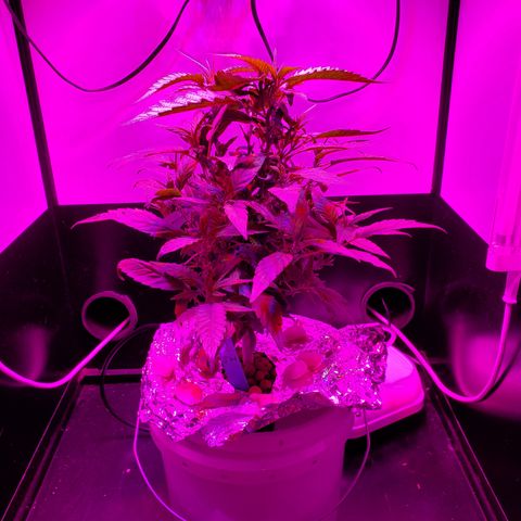 Jack Herer #2 (Gen3) ♀️ growlog timeline photo