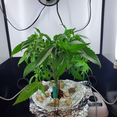Jack Herer #2 (Gen3) ♀️ growlog photo: Tie down
