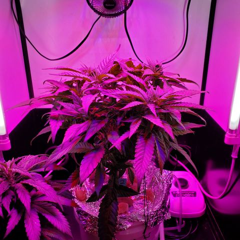 Jack Herer #2 (Gen3) ♀️ growlog timeline photo