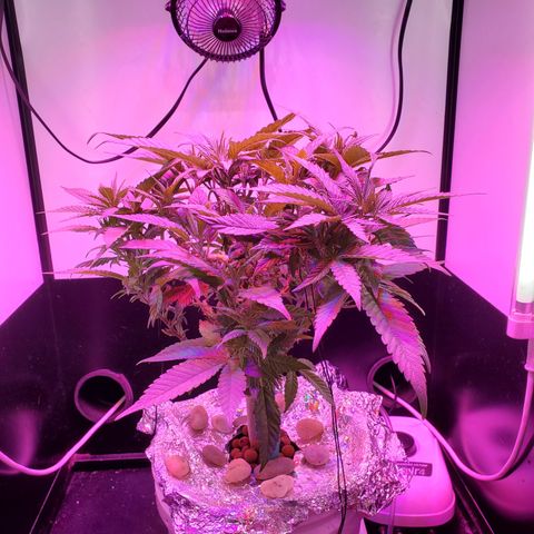 Jack Herer #2 (Gen3) ♀️ growlog timeline photo