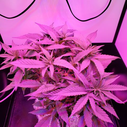 Jack Herer #2 (Gen3) ♀️ growlog timeline photo
