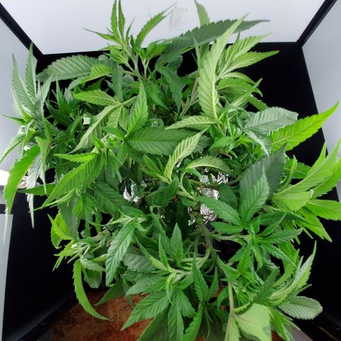 Jack Herer #2 (Gen3) ♀️ growlog timeline photo