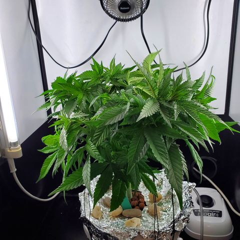 Jack Herer #2 (Gen3) ♀️ growlog timeline photo
