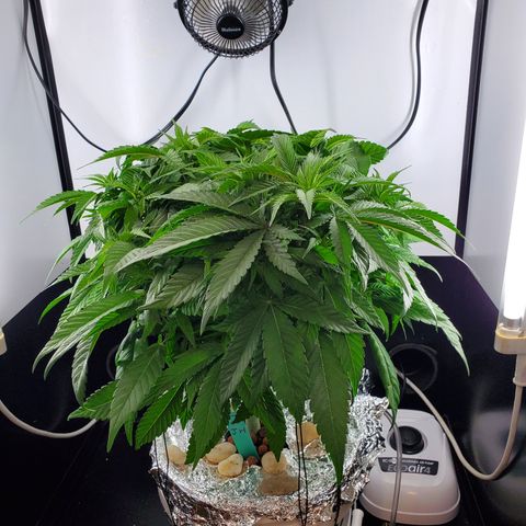 Jack Herer #2 (Gen3) ♀️ growlog timeline photo