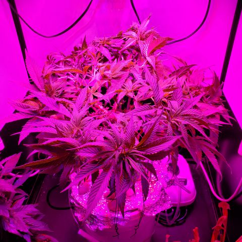 Jack Herer #2 (Gen3) ♀️ growlog timeline photo
