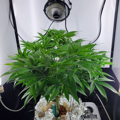 Jack Herer #2 (Gen3) ♀️ growlog timeline photo