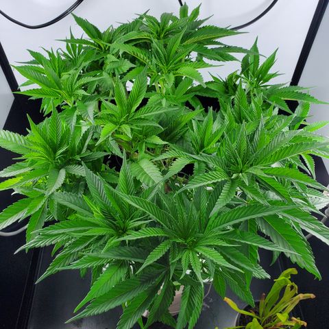 Jack Herer #2 (Gen3) ♀️ growlog timeline photo