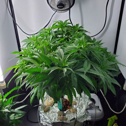 Jack Herer #2 (Gen3) ♀️ growlog timeline photo