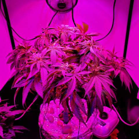 Jack Herer #2 (Gen3) ♀️ growlog timeline photo