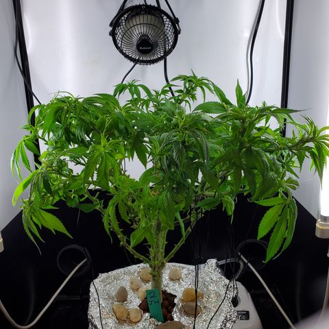 Jack Herer #2 (Gen3) ♀️ growlog timeline photo