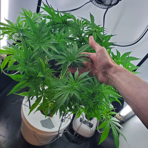 Jack Herer #2 (Gen3) ♀️ growlog timeline photo