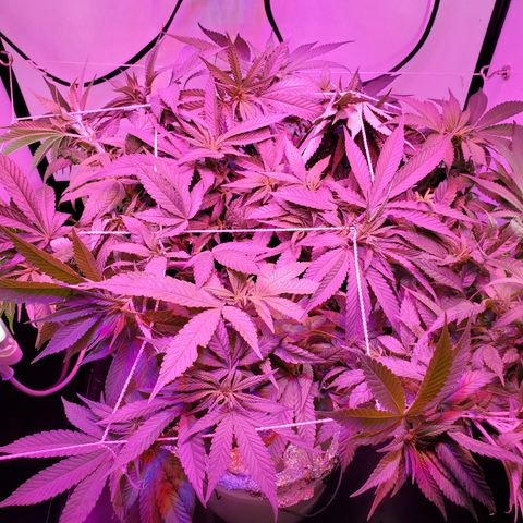 Jack Herer #2 (Gen3) ♀️ growlog photo: Tucked below netting