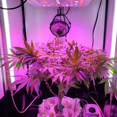Jack Herer #2 (Gen3) ♀️ growlog timeline photo