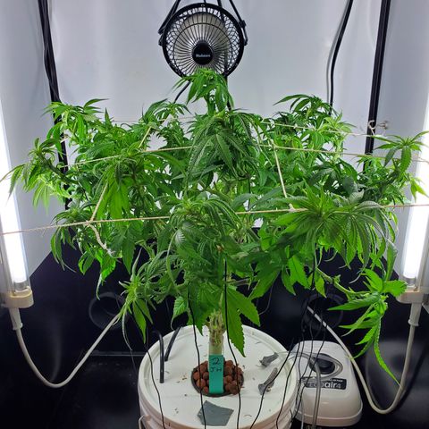 Jack Herer #2 (Gen3) ♀️ growlog timeline photo