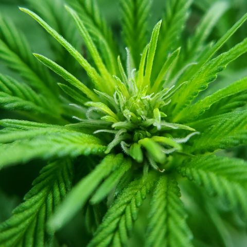 Jack Herer #2 (Gen3) ♀️ growlog photo: First sign of pistils