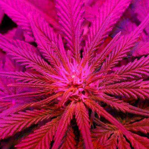 Jack Herer #2 (Gen3) ♀️ growlog timeline photo