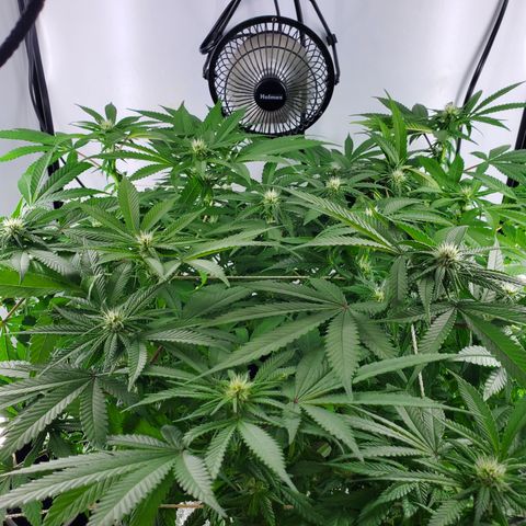Jack Herer #2 (Gen3) ♀️ growlog timeline photo