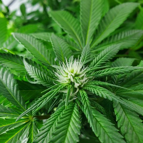 Jack Herer #2 (Gen3) ♀️ growlog timeline photo