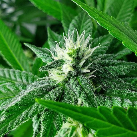 Jack Herer #2 (Gen3) ♀️ growlog photo: 5 weeks flower
