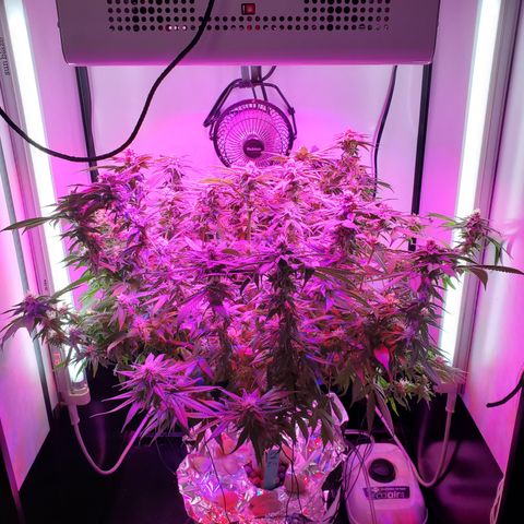 Jack Herer #2 (Gen3) ♀️ growlog photo: Week 6 flower