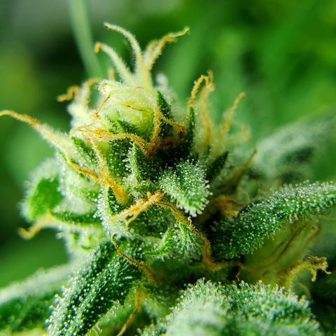 Jack Herer #2 (Gen3) ♀️ growlog photo: 6 weeks flowering