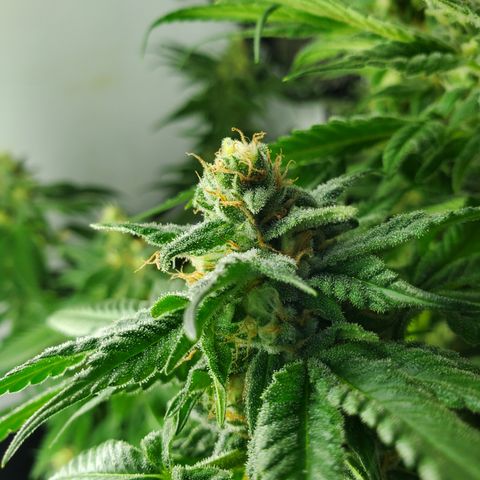 Jack Herer #2 (Gen3) ♀️ growlog photo: Week 7 flower