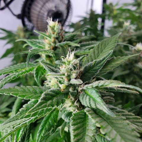 Jack Herer #2 (Gen3) ♀️ growlog photo: Week 7 flower