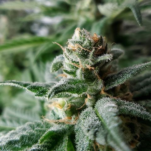 Jack Herer #2 (Gen3) ♀️ growlog photo: Week 9