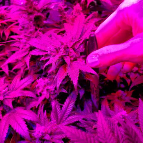 Jack Herer #2 (Gen3) ♀️ growlog timeline photo
