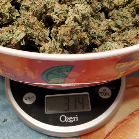 Jack Herer #2 (Gen3) ♀️ growlog photo: 3.14oz