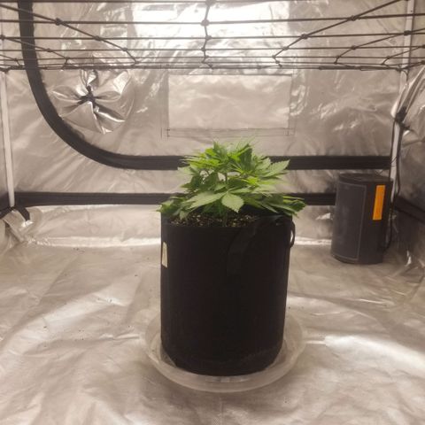 Jealousy  #1 growlog timeline photo