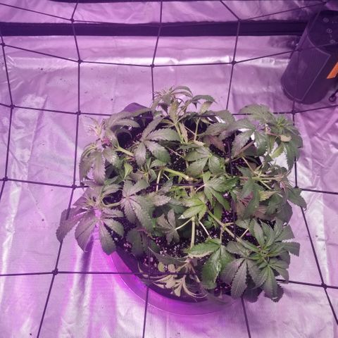 Jealousy  #1 growlog timeline photo
